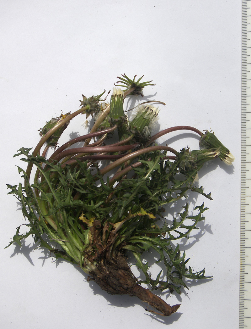 Изображение особи Taraxacum erythrospermum.