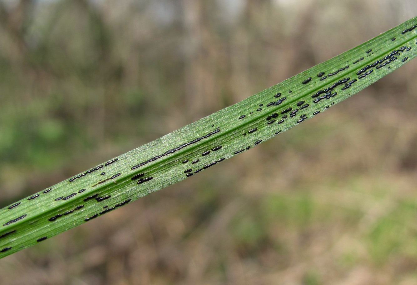 Image of Carex michelii specimen.