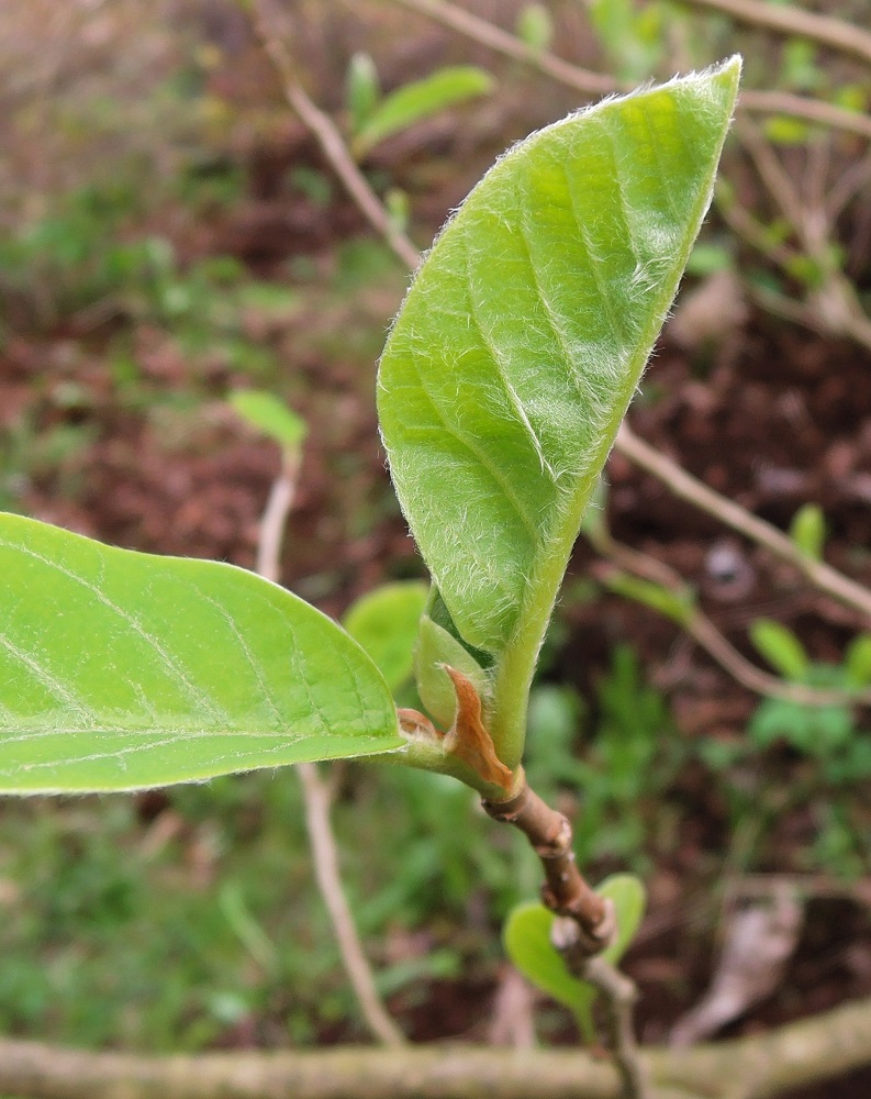 Изображение особи Magnolia sieboldii.