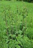 Phlomoides tuberosa