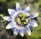 Passiflora caerulea. Цветок. Греция, Халкидики, с. Неа Потидеа (Νέα Ποτίδαια), в культуре. 23.05.2016.