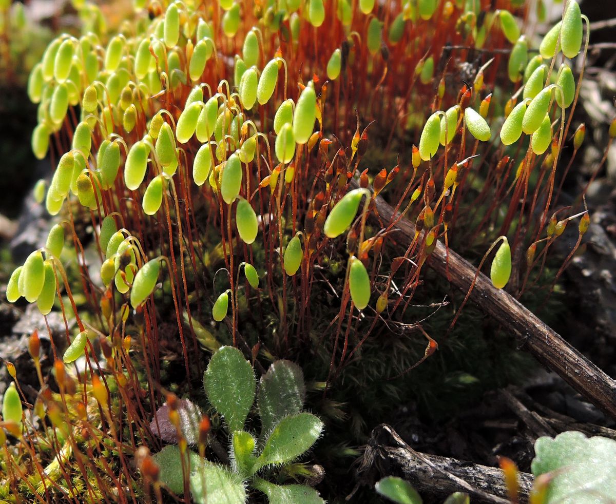 Image of familia Bryaceae specimen.
