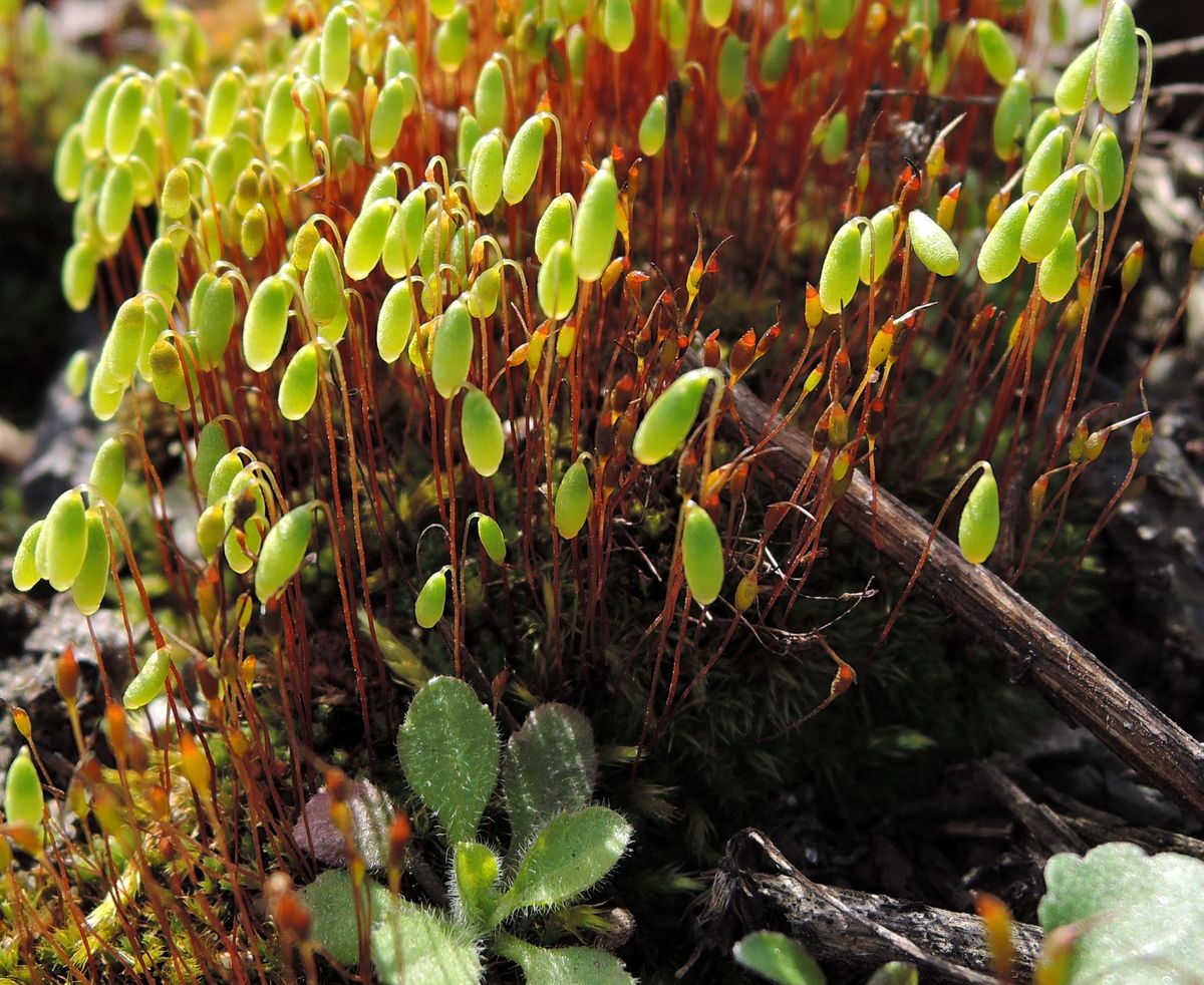 Изображение особи семейство Bryaceae.