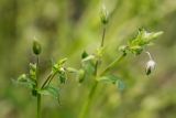 Stellaria media