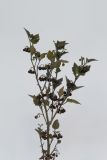Image of taxon representative. Author is Раду Кибзий