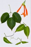 Pyrostegia venusta