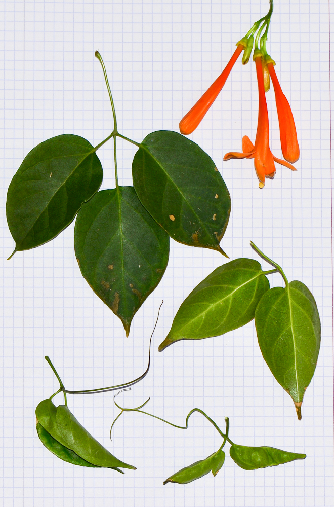 Изображение особи Pyrostegia venusta.