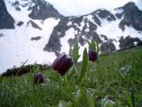 Fritillaria latifolia