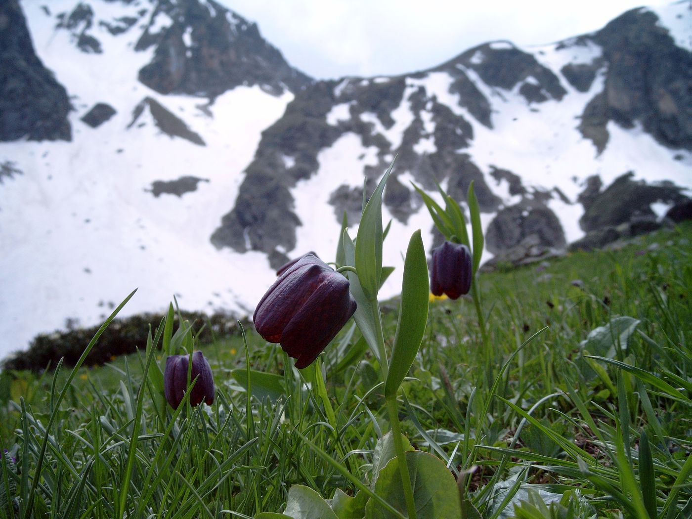 Изображение особи Fritillaria latifolia.