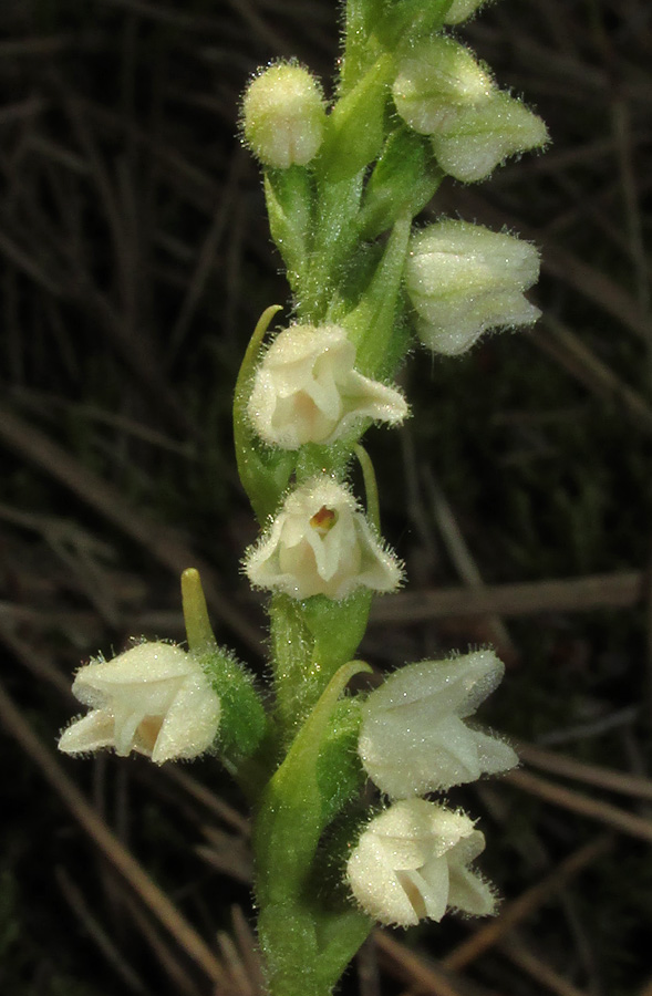 Изображение особи Goodyera repens.