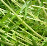Thymus marschallianus. Узел в средней части побега. Пензенская обл., Мокшанский р-н, открытый склон в окр. с. Подгорное. 13 июня 2016 г.