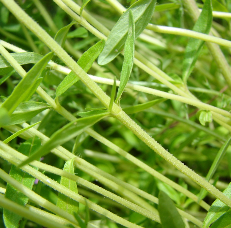 Image of Thymus marschallianus specimen.