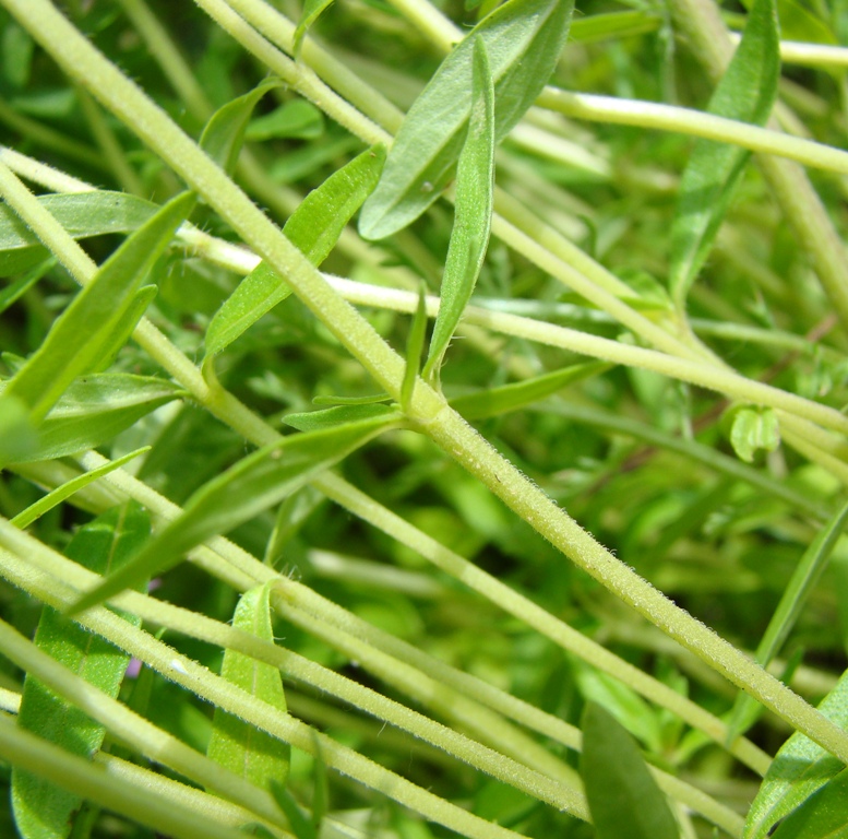 Изображение особи Thymus marschallianus.