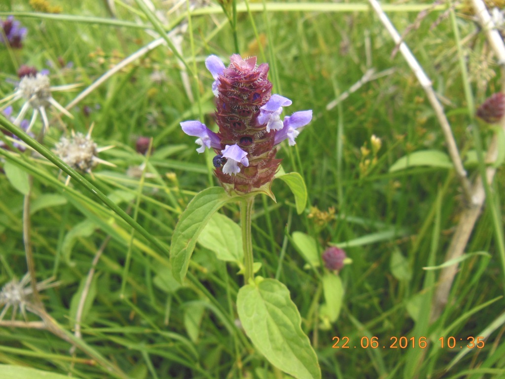 Изображение особи Prunella vulgaris.