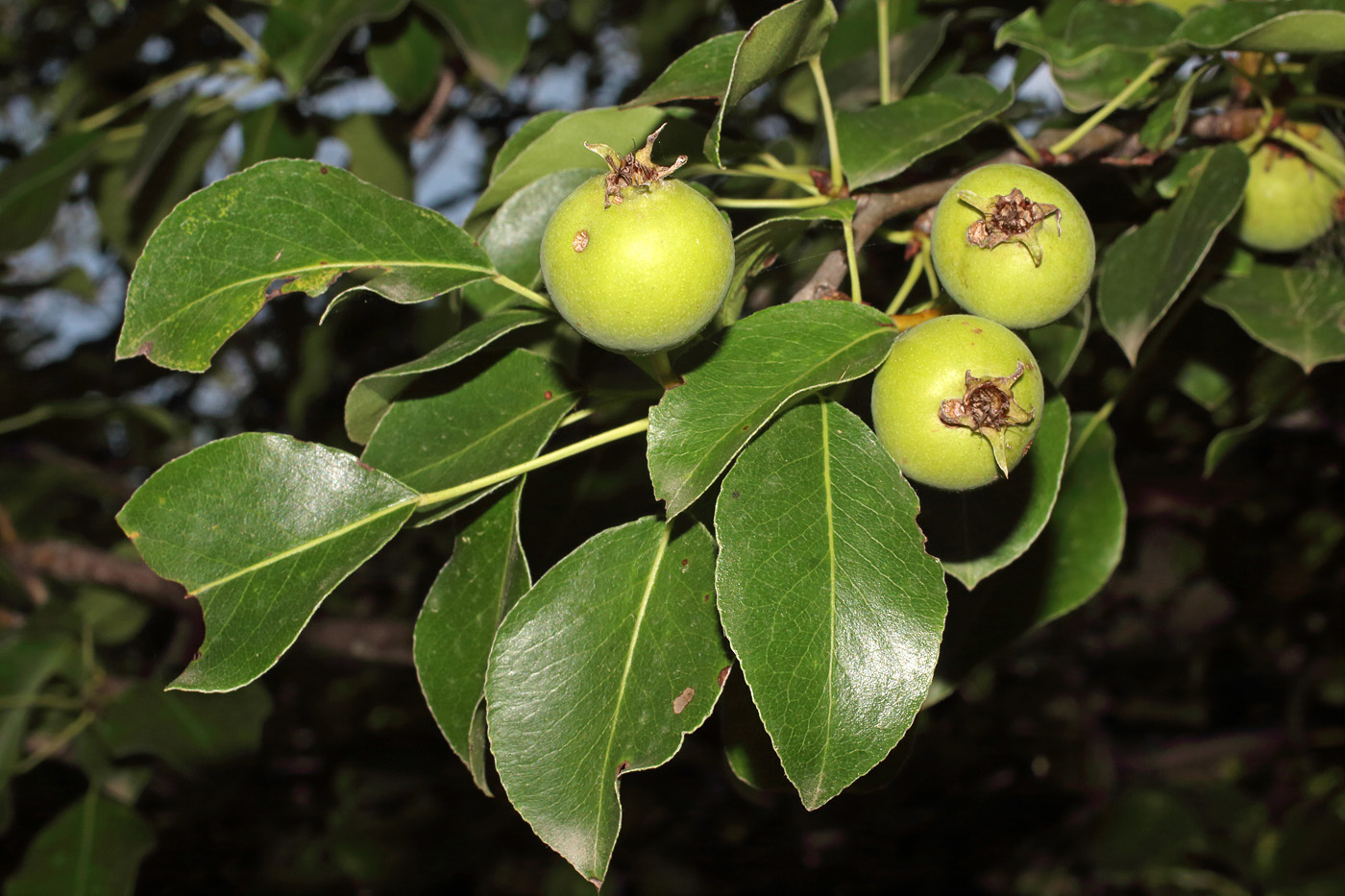 Изображение особи Pyrus turcomanica.