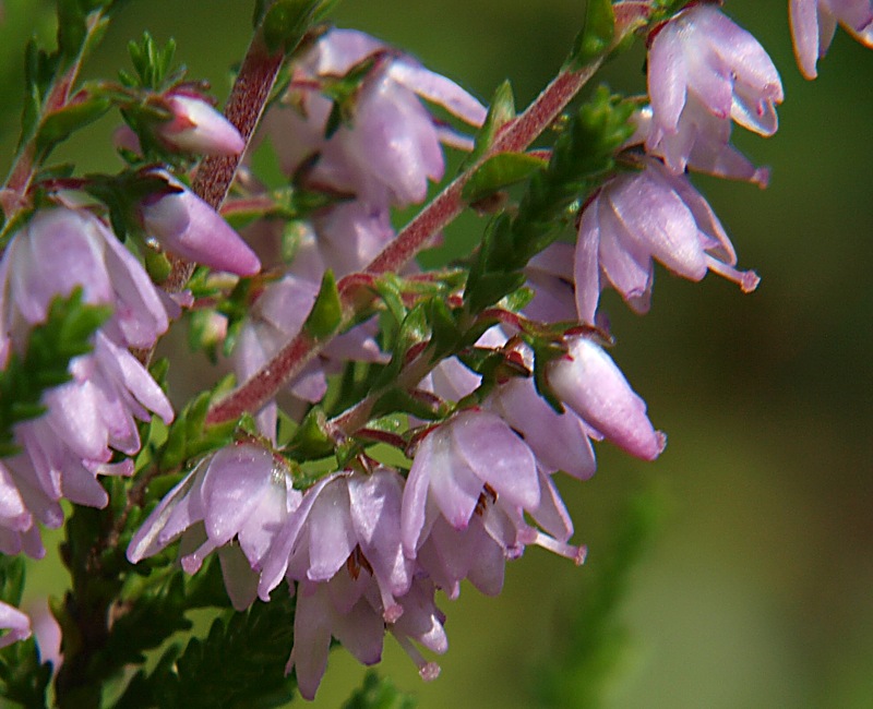 Image of Calluna vulgaris specimen.