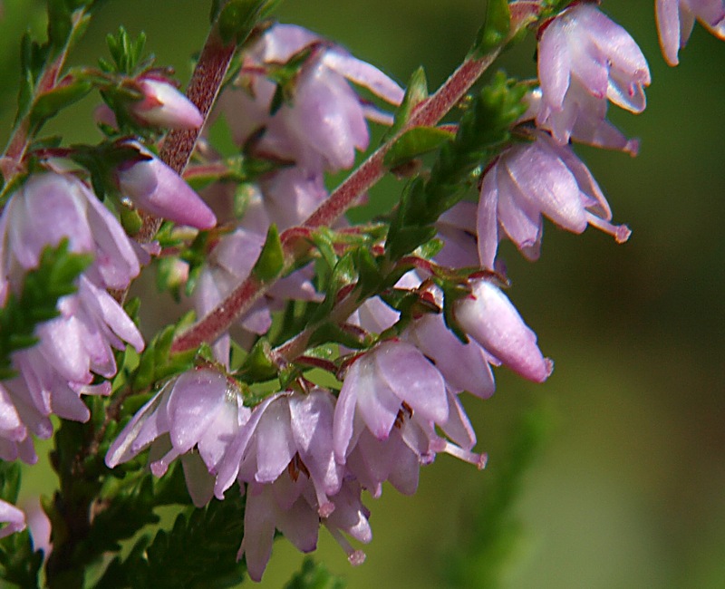 Изображение особи Calluna vulgaris.