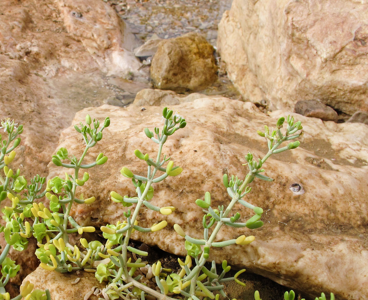 Изображение особи Tetraena dumosa.