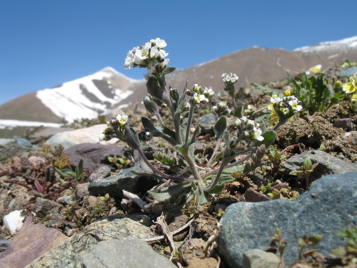 Image of Draba cana specimen.