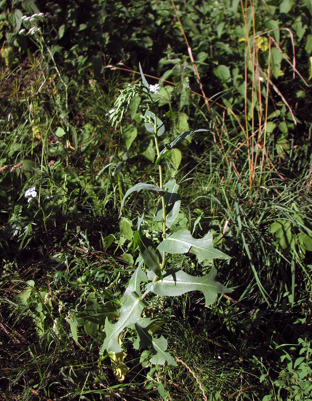 Изображение особи Lactuca serriola.