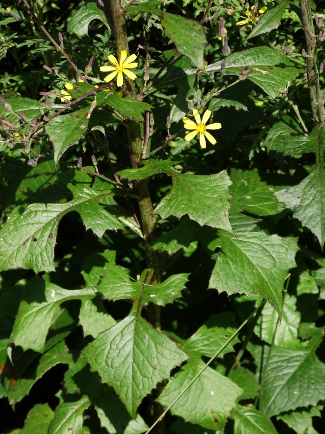 Изображение особи Lactuca raddeana.