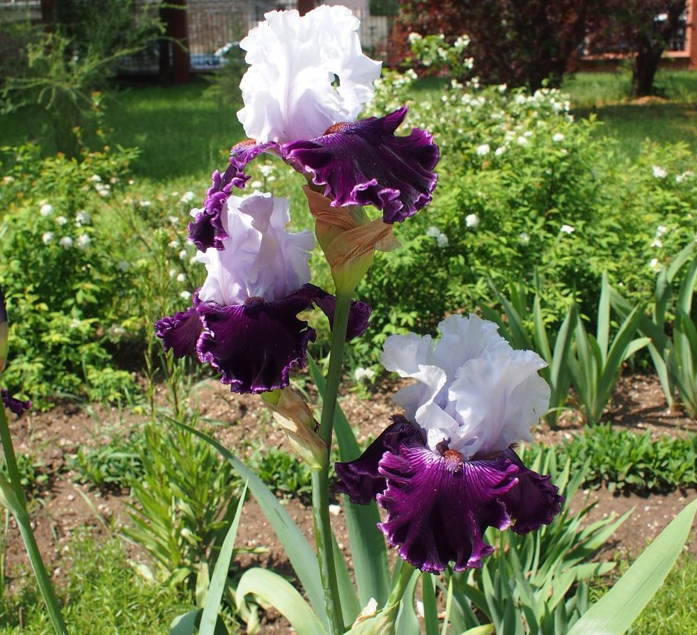 Image of Iris × hybrida specimen.