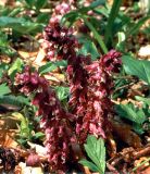 Lathraea squamaria