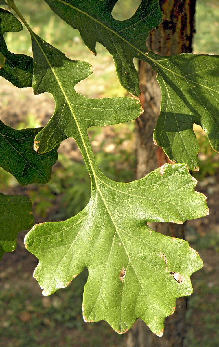 Image of Quercus macrocarpa specimen.