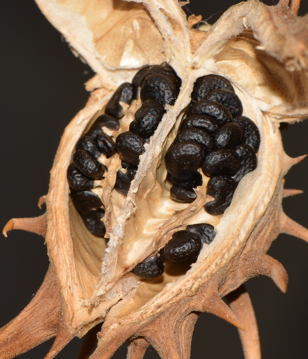 Image of Datura ferox specimen.