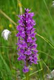 Dactylorhiza euxina