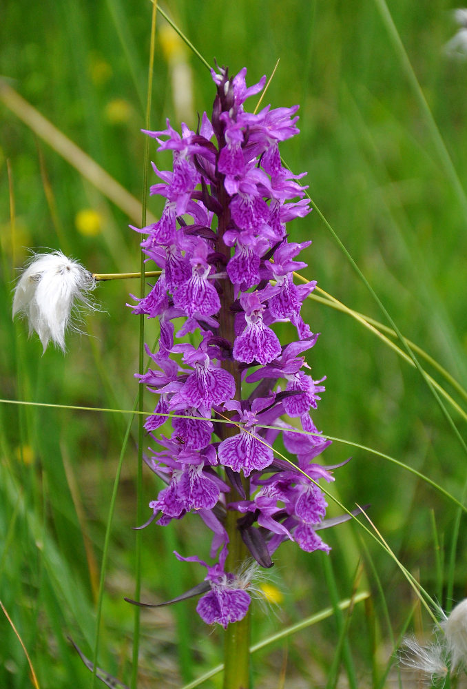 Изображение особи Dactylorhiza euxina.