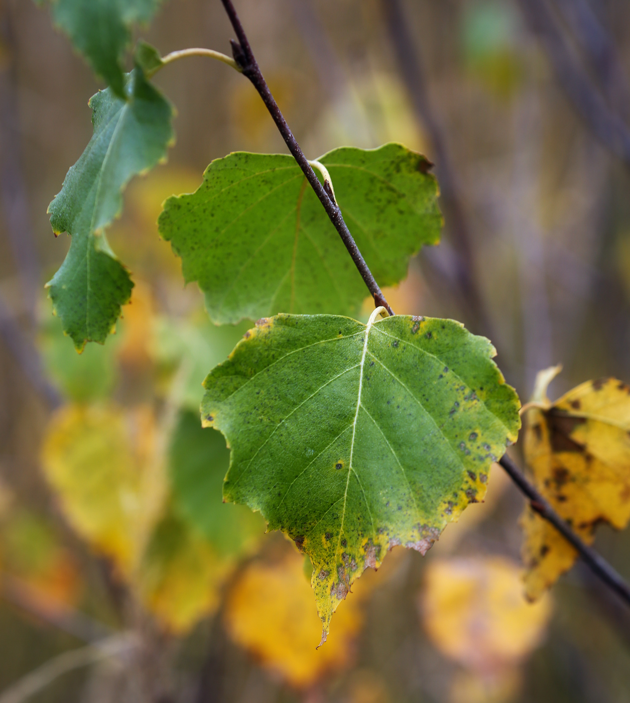 Изображение особи Betula pendula.