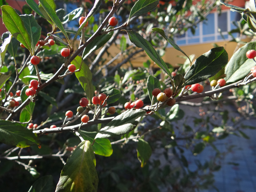 Image of Elaeagnus umbellata specimen.