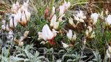 Astragalus lenensis