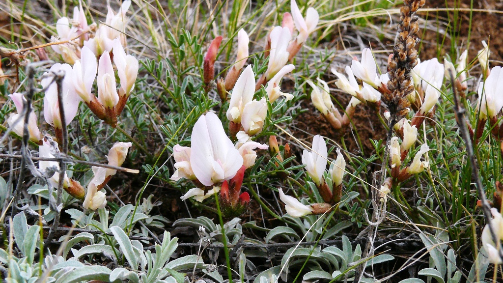 Изображение особи Astragalus lenensis.