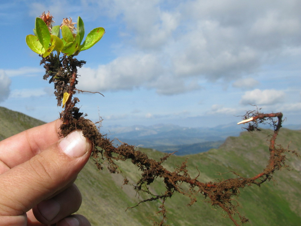 Изображение особи Salix turczaninowii.