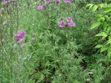 Centaurea scabiosa