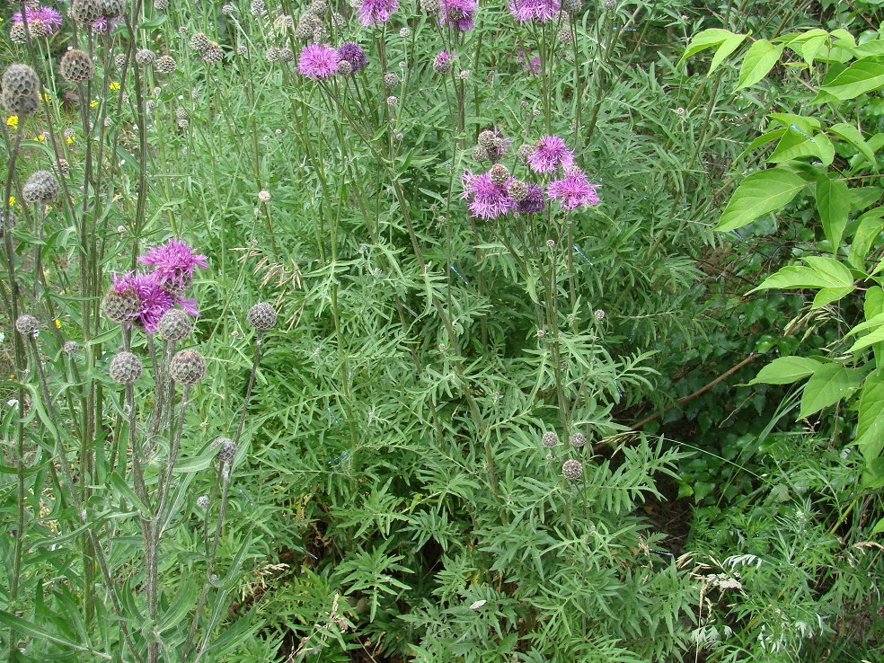 Image of Centaurea scabiosa specimen.