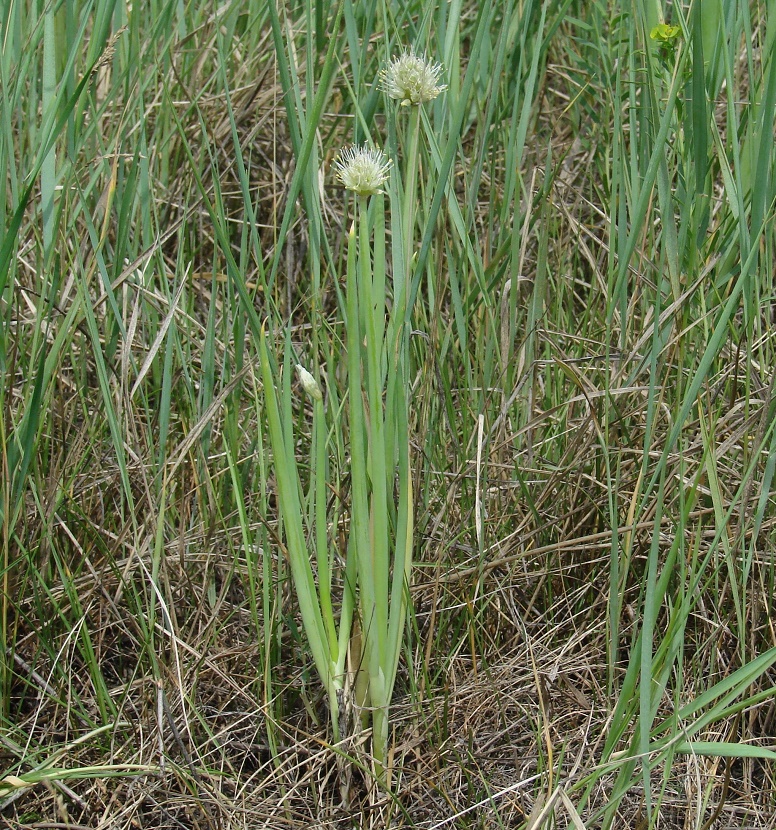 Изображение особи Allium fistulosum.