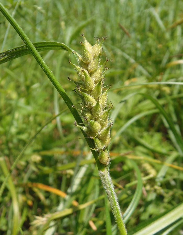 Image of Carex hirta specimen.