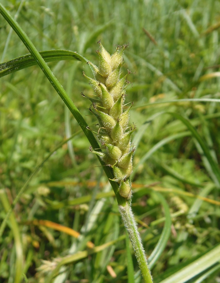 Изображение особи Carex hirta.