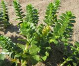 Honckenya peploides
