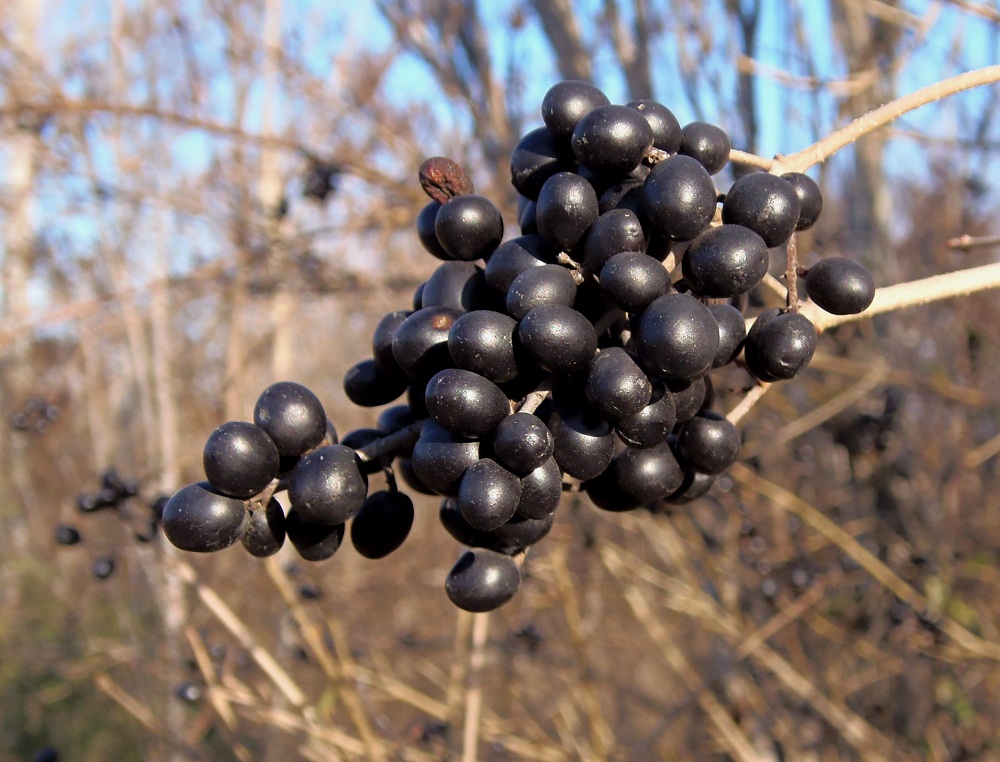 Image of Ligustrum vulgare specimen.