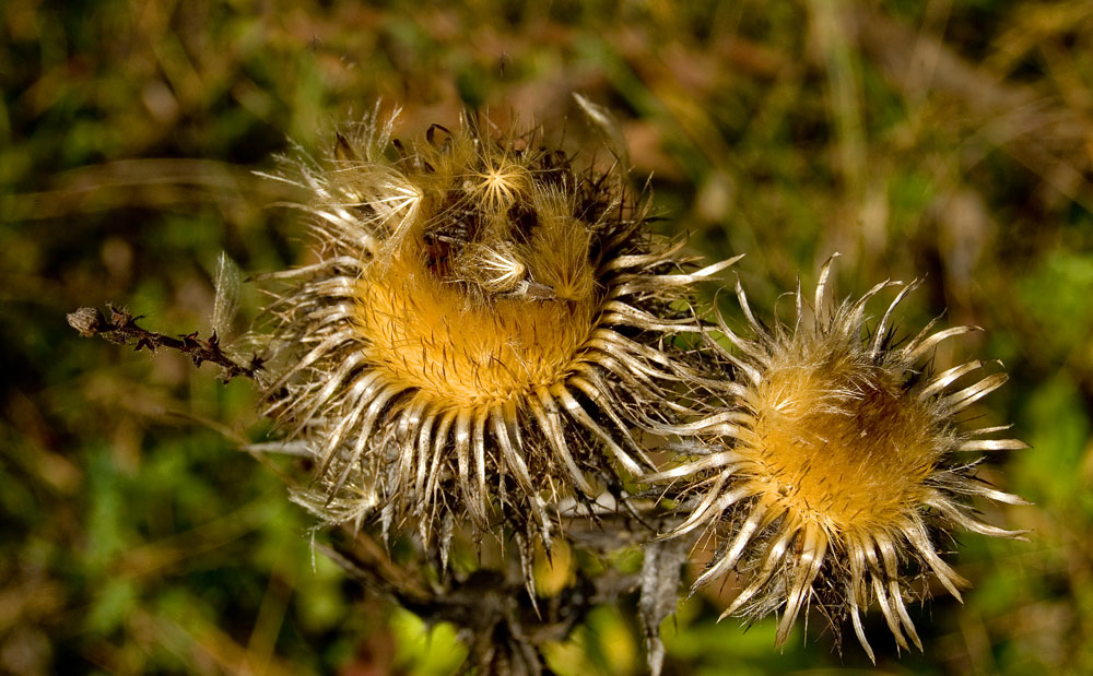 Изображение особи Carlina intermedia.