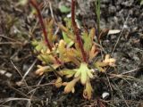 Saxifraga tridactylites