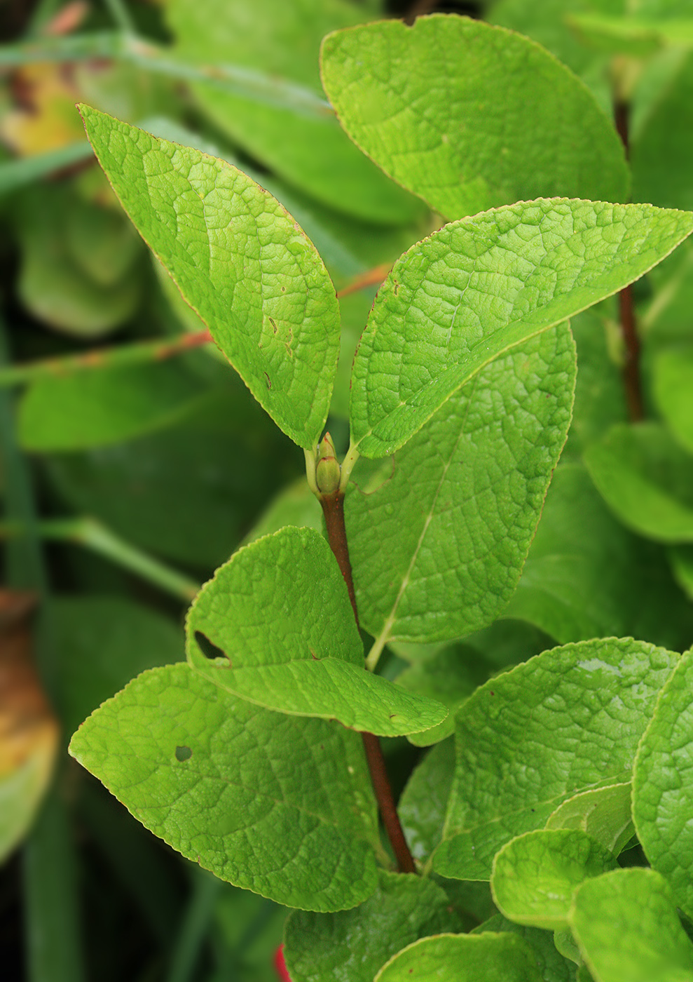 Изображение особи Euonymus sachalinensis.