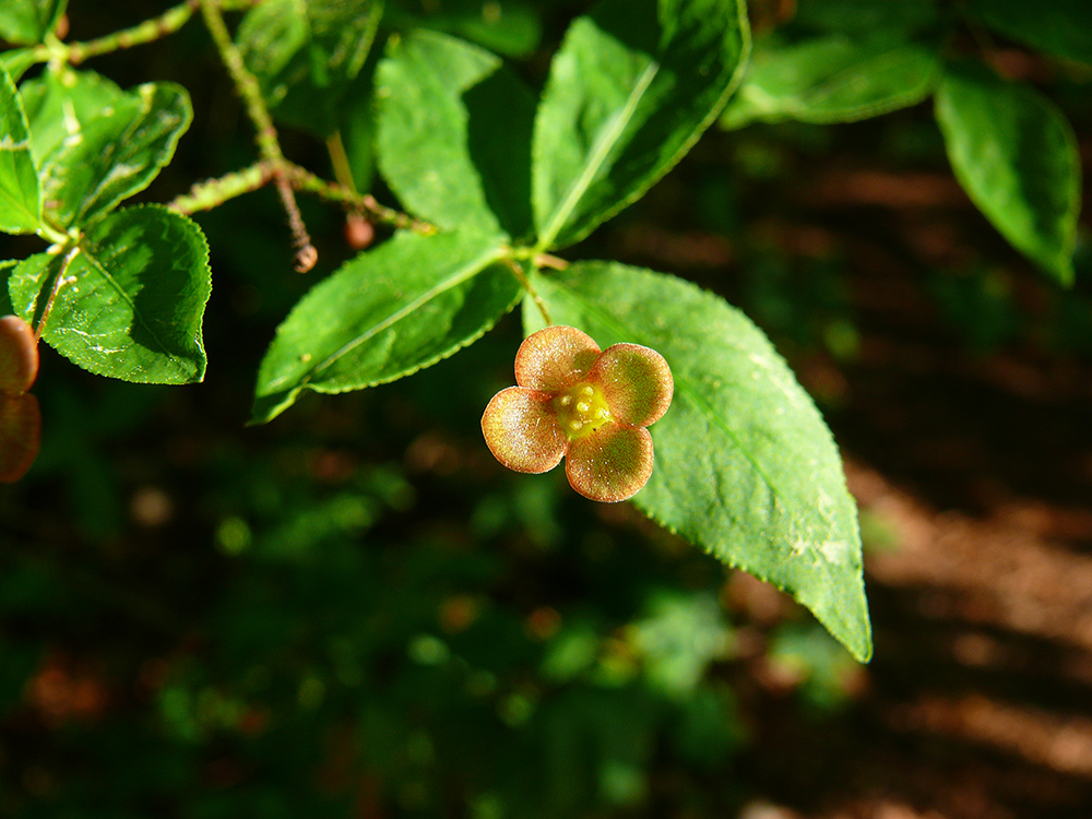 Image of Euonymus verrucosus specimen.