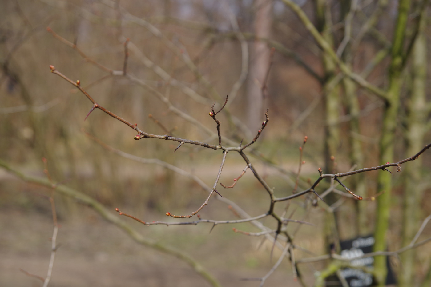 Изображение особи Crataegus submollis.