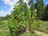 Populus nigra