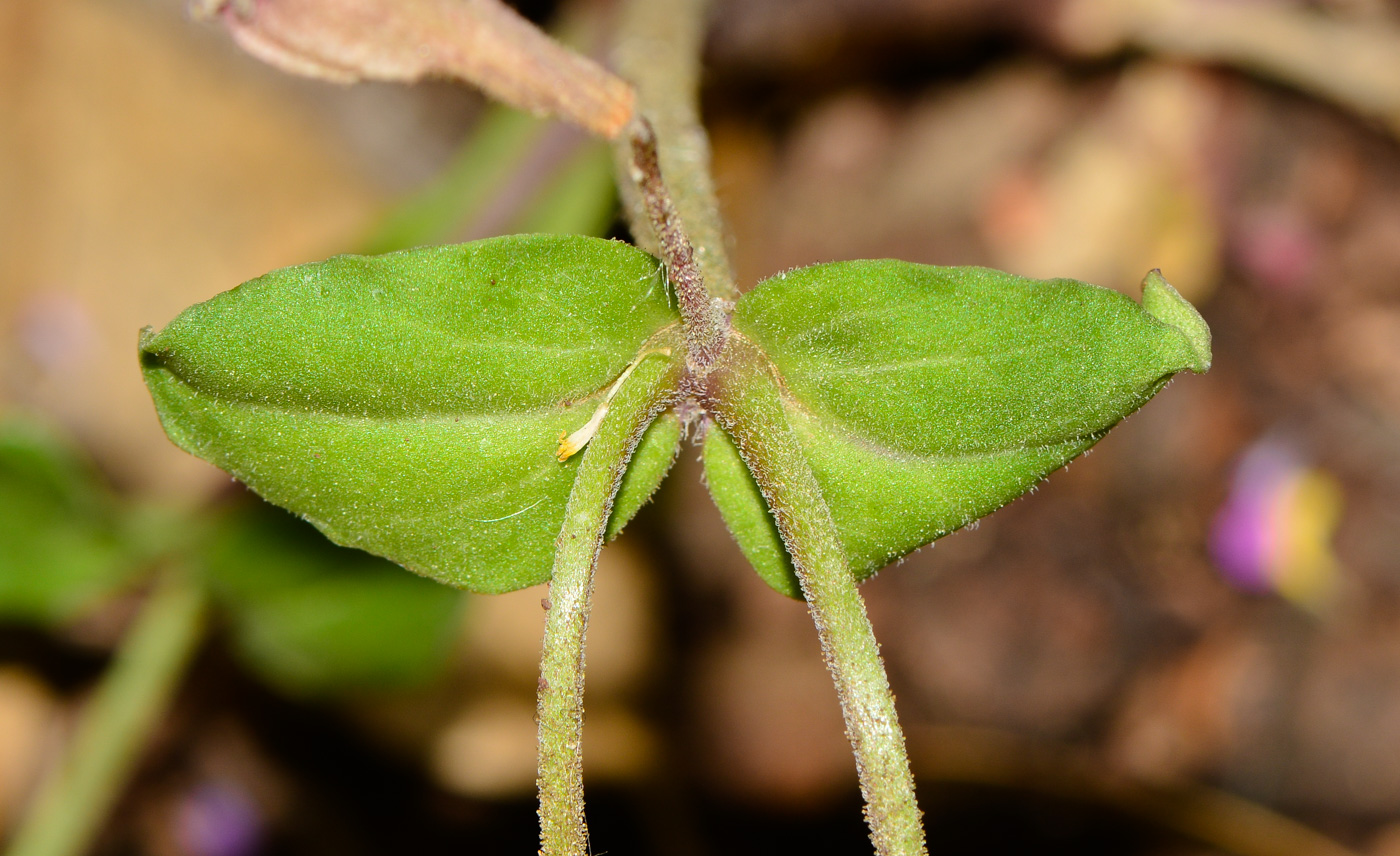 Image of Silene aegyptiaca specimen.